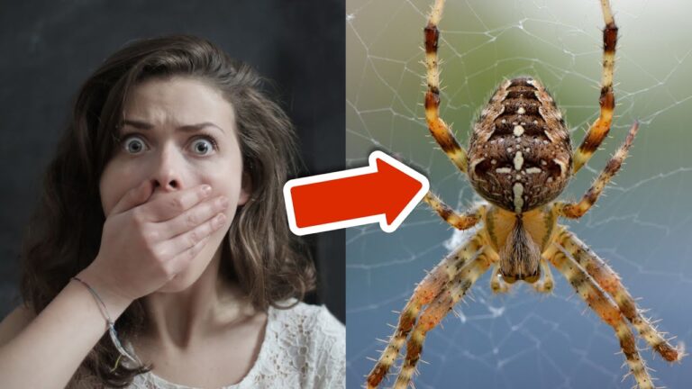 8 astuces infaillibles pour ne plus jamais croiser de spider chez soi !