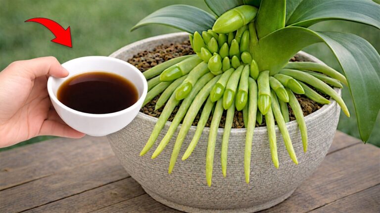 Faites fleurir vos orchidées avec 5 astuces simples et efficaces !