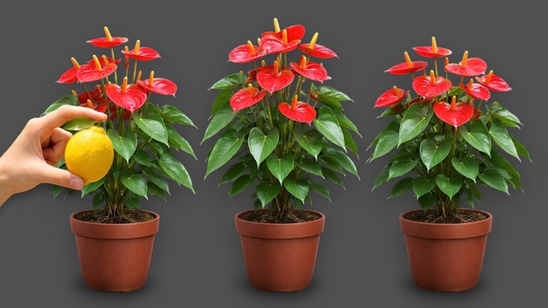 Cultivez 1 citron pour des anthuriums fleuris toute l&rsquo;année !
