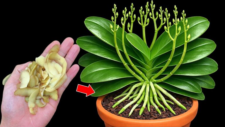 5 astuces pour faire fleurir vos orchidées rapidement et les garder en bonne santé