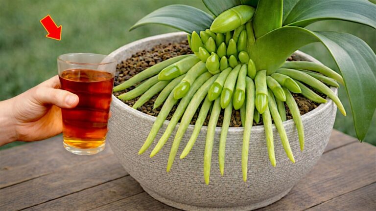 1 cuillère de café pour vos orchidées : la méthode infaillible à découvrir !