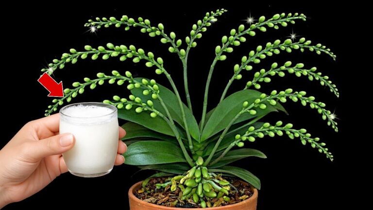 Faites fleurir vos orchids 365 jours par an avec ce tuteur DIY simple et efficace !