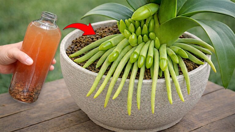 3 astuces pour faire fleurir votre orchidée en un clin d&rsquo;œil ! 🌺
