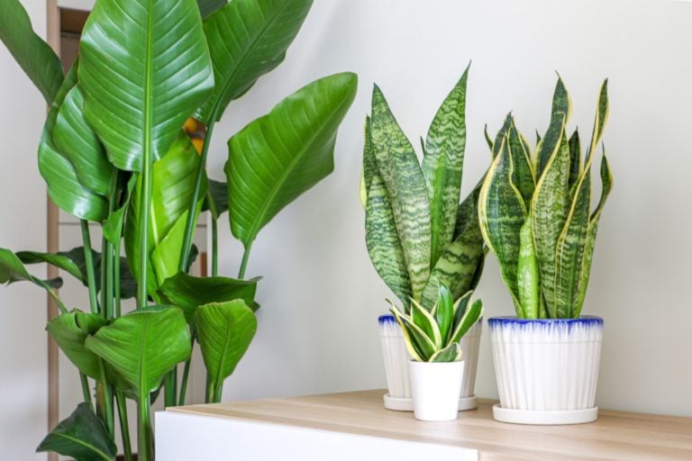 Les plantes d&rsquo;intérieur ne purifient pas l&rsquo;air de votre maison, voici pourquoi