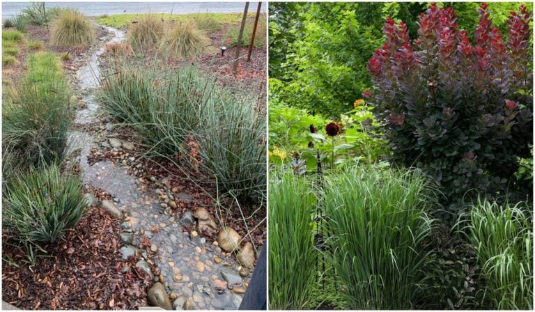 Comment créer un jardin pluvial et 14 plantes idéales à y mettre