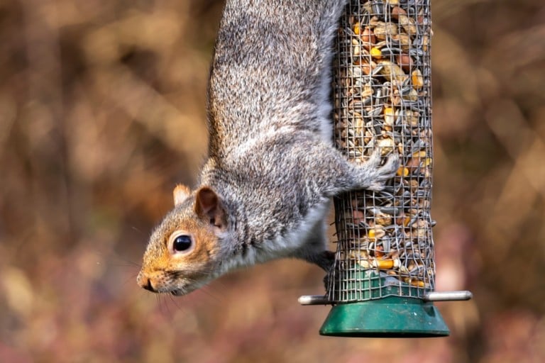 7 astuces pour éloigner les écureuils des mangeoires à oiseaux et les meilleures mangeoires anti-écureuils