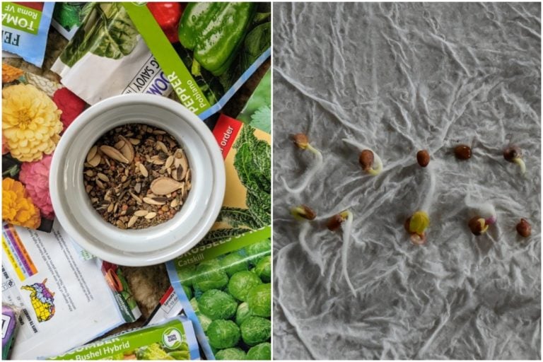 Testez facilement la viabilité de vos graines de jardin et leur durée de vie